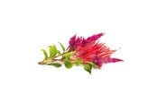 Inteligentny dom - Click & Grow Click and Grow - Smart Garden Refill 3-pack Cockscomb - SGR4X3