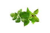 Inteligentny dom - Click & Grow Click and Grow - Smart Garden Refill 9-pack Basil Variety Mix - PPMBVX9