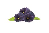 Inteligentny dom - Click & Grow Click and Grow Smart Garden Refill 3-pack - Black Pansy - SGR61x3