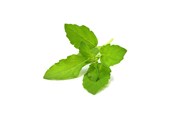 Inteligentny dom - Click & Grow Click and Grow Smart Garden Refill 3-pack - Holy Basil - SGR66X3