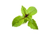 Inteligentny dom - Click & Grow Click and Grow Smart Garden Refill 3-pack - Cinnamon Basil - SGR71X3