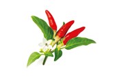 Inteligentny dom - Click & Grow Click and Grow Smart Garden Refill 3-pack - Red Hot Chili Pepper - SGR52X3