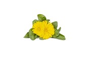 Inteligentny dom - Click & Grow Click and Grow Smart Garden Refill 3-pack - Calendula - SGR88X3