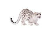 Figurki - Mojo - Wildlife Snow Leopard - 387243