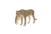 Figurki - Mojo - Wildlife Cheetah Female with Cub - 387167 - 387167