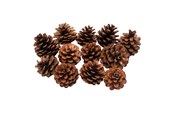 Artykuly Artystyczne & Rzemieslnicze - Colorations - Pine Cones 12pcs. - 38WD03