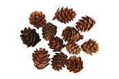 Artykuły Artystyczne & Rzemieślnicze - Creativ Company - Larch cones 12 pcs. - 50250