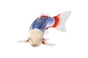 Figurki - Mojo Sealife Koi Carp - Asagi Koi - 381100