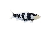 Figurki - Mojo Sealife Koi Carp - Shiro Utsuri Koi - 381102