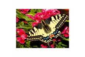 Puzzle - Ravensburger Jigsaw puzzle Colorful Animals Butterfly 500 pcs. Podłoga - 12001335