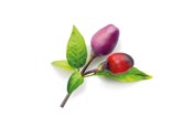 Narzedzia ogrodnicze - Click & Grow Smart Garden 9-pack refill - Purple Chili Pepper - SGR46X9