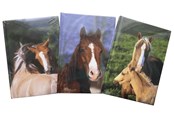 Papier, papier fotograficzny i etykiety - Hobby Mate Notebook A5 126*180mm. Horse motif.100254 - 100254-H