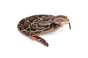 Plusz - Wild Republic Plush Toy Living Earth Snakes 152 cm Burmese Python - 29347