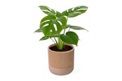 Dekoracje - Simiu GROWLOFT - Flower Pot Shelter With Drip Tray - Ivory - 8.2cm high - 5714255012125