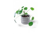Dekoracje - Simiu CLAYLA - Flower pot cover 11.5 cm in diameter - 5714255012217