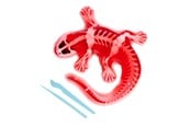 Zabawki na zewnatrz - Simba Scout Dissect-It Salamander - 109452704