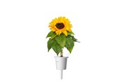 Podlewanie ogrodu - Click & Grow Plant Pods 3-Pack - Mini Sunflowers - Yellow - SGR65X3