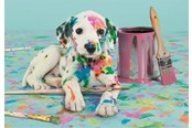 Puzzle - Clementoni Puzzle HQC The Funny Dalmatian 500 pieces Podłoga - 35150