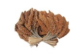Karma, przysmaki i witaminy dla ptaków - Hobby First Røde hirsekolber 25 kg - 0599