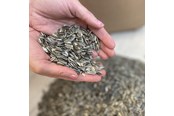 Karma, przysmaki i witaminy dla ptaków - Natural Stribet solsikke - dobbeltrensede 15 kg - 0567