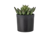 Dekoracje - Bloomingville Echeveria - 82061505