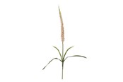 Dekoracje - Bloomingville Foxtail - 82061510