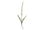 Dekoracje - Bloomingville Foxtail - 82061511