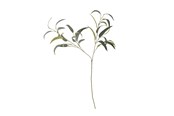 Dekoracje - Bloomingville Eucalyptus - 82061519