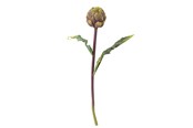 Dekoracje - Bloomingville Protea - 82061523