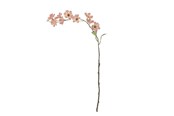 Dekoracje - Bloomingville Wild Cherry - 82072852