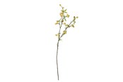 Dekoracje - Bloomingville Hawthorn - 82061509