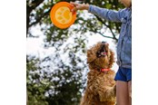 Psy - Nobby TPR frisbee - Paw - L61531