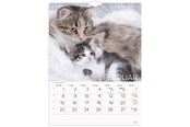 Kalendarz - Mayland Vægkalender Katte 2027 - 27066300
