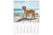 Kalendarz - Mayland Vægkalender Hunde 2027 - 27066320