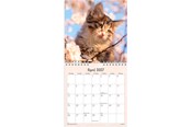 Kalendarz - Mayland Vægkalender mini Kattekillinger 2027 - 27066400