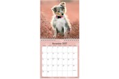 Kalendarz - Mayland Vægkalender mini Hundehvalpe 2027 - 27066410