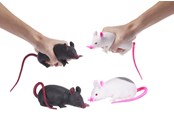 Male prezenty dla dzieci - WHL 5"/12.5CM SQUISHY/STRÆKBAR ROTTE 1 stk.- assorteret - 65614