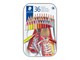 Przybory do pisania i rysowania - Staedtler Coloured pencil hexagonal 36pc - 175 M36