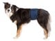 Psy - Trixie Washable Nappies for Male Dogs XL Waist 65-75cm - TX23665