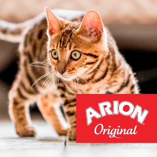 Arion Original kot