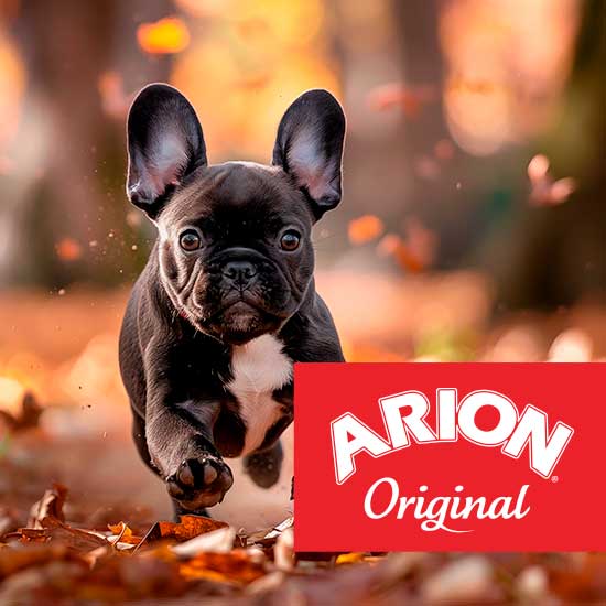 Arion Original pies